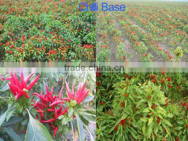 Red Dry Chillies