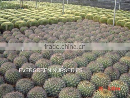 Gymnocalycium saglionis