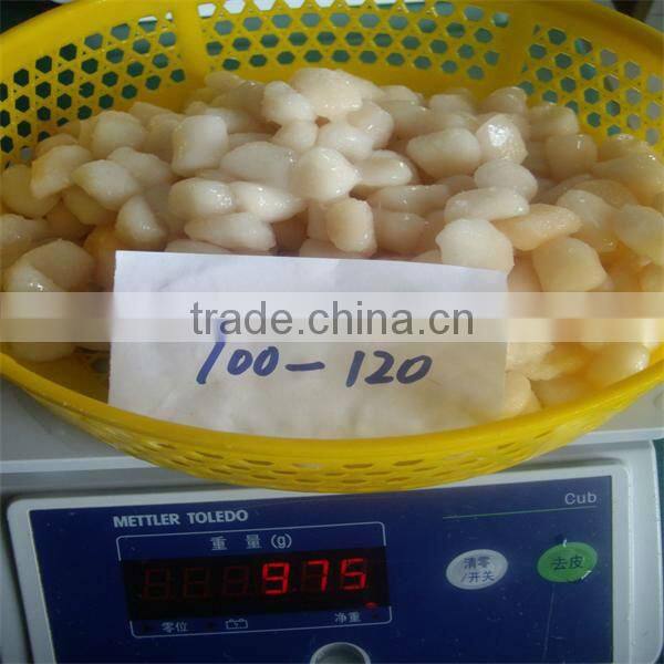 IQF scallops (100-120)