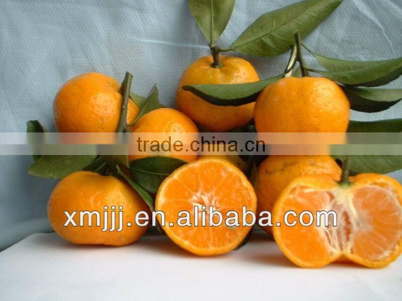 malaysia new year gift fresh quince fruits