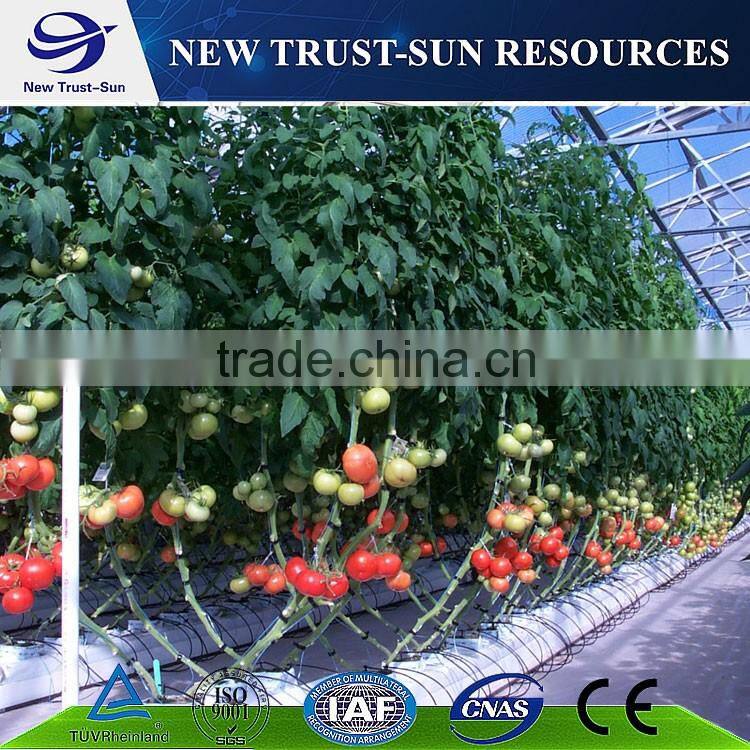 Simple low cost Polycarbonate/ PC greenhouse with hydroponics system