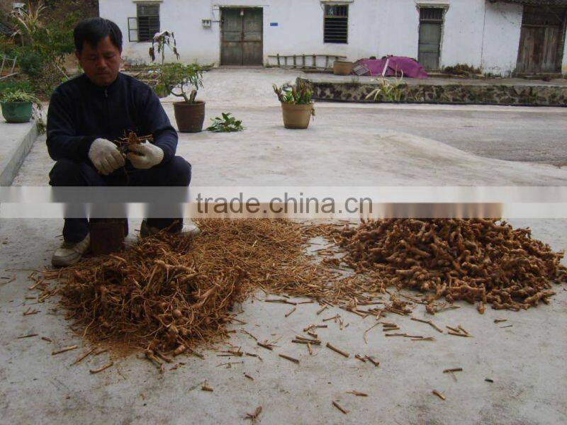 Chinese spices of galangal white poly bag