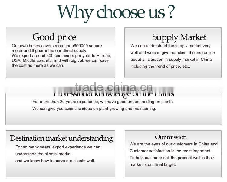 unique large bonsai tree for sale