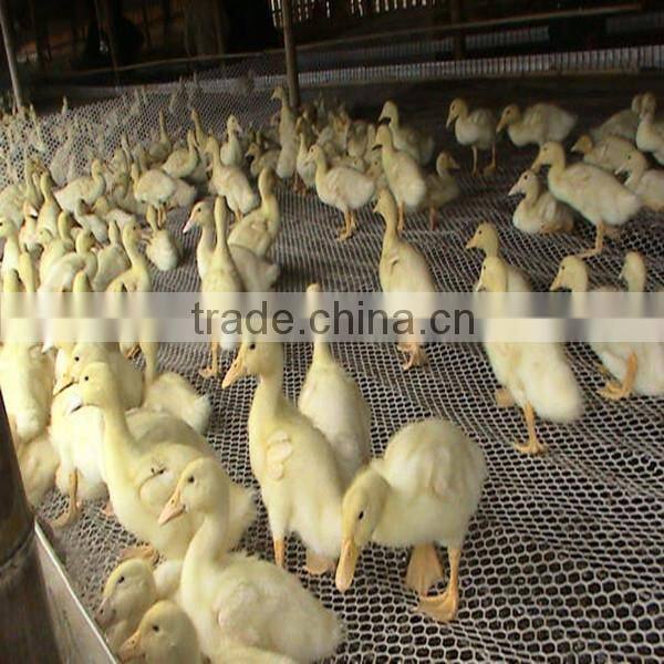 advanced poultry plastic slat floor for duck