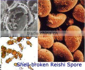 Reishi Mushroom Extract 10% ~ 30% Polysaccharides