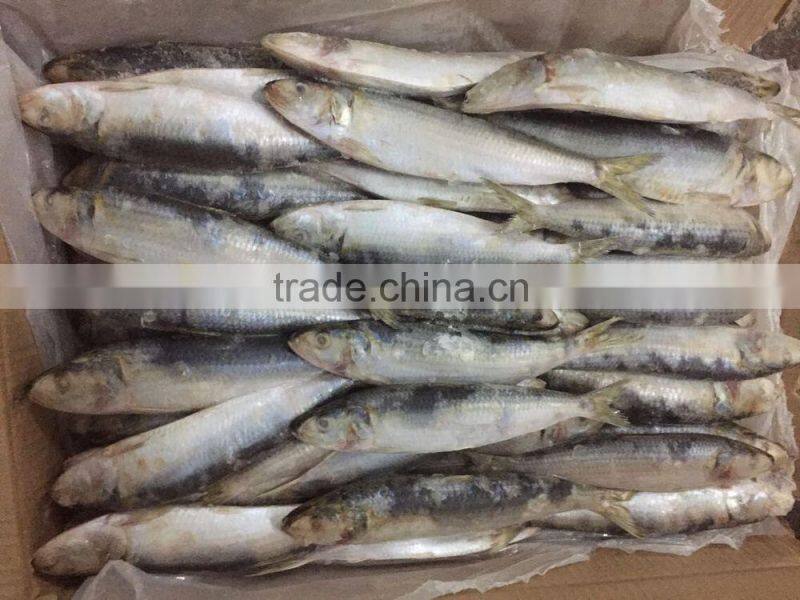 Fishing nets pacific sardines bait on sale
