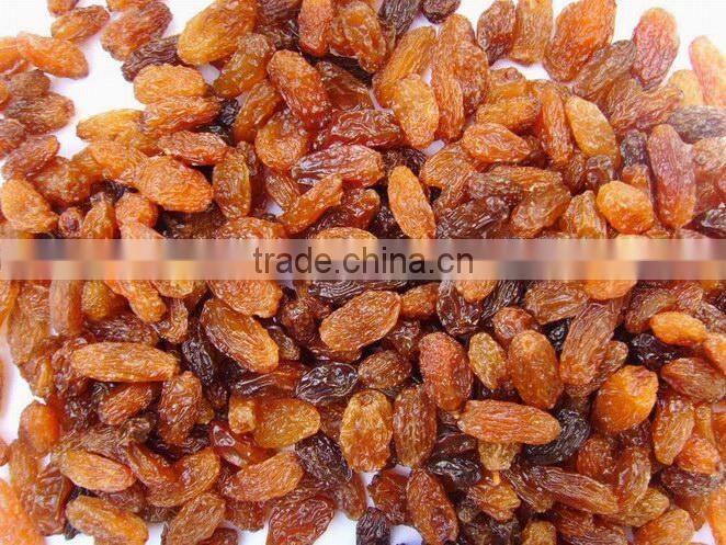 Sultana raisin in dried fruit sultana 2015 new crop