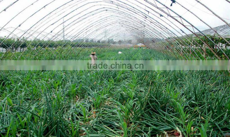 Hybrid onion seeds for growing- Early red preciousness