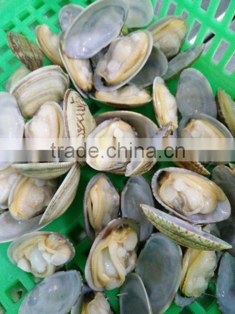 COOKED AND FROZEN SHORT NECKED CLAM