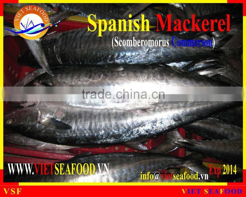 W/R FROZEN SPANISH MACKEREL