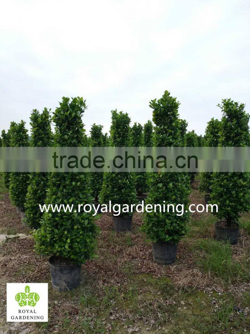 Ficus panda christmas tree ( cone shape) high 1.6m 2.3m 2.5m