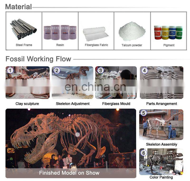 Museum Exhibits Life Size Dinosaur Bone Replica