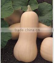 NG thick flesh and small cavity hybrid squash seeds