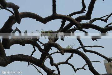 2015 hot selling wood debarking machine,wood debarker