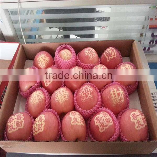 china fresh fuji apples