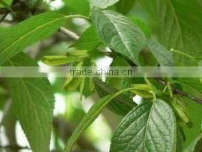 GMP Certified Factory Supply Natural Eucommia Leaf Extract