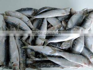 30-50G Top Quality Frozen Sardine Fish