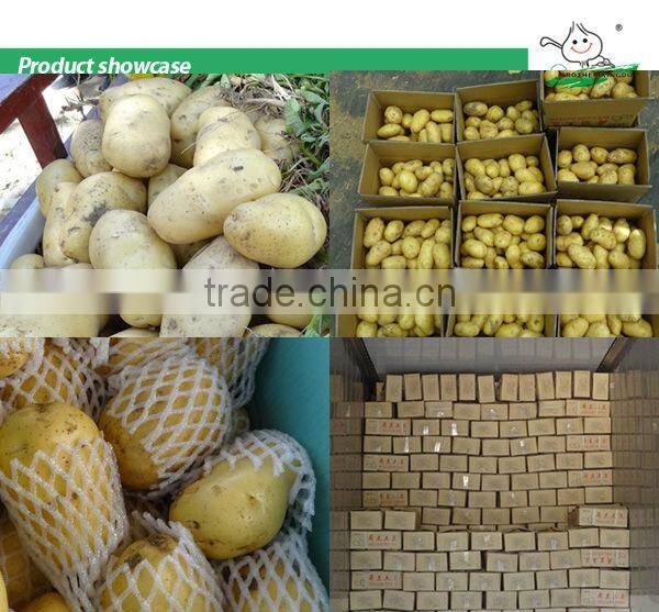 Wholesale potato/Potato low price/ Fresh potato from China
