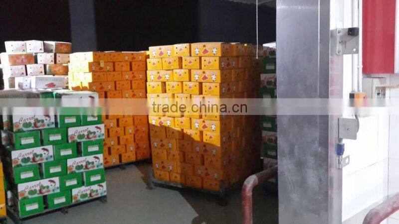 Chines Bulk Fresh Carrots Fresh Carrot Price