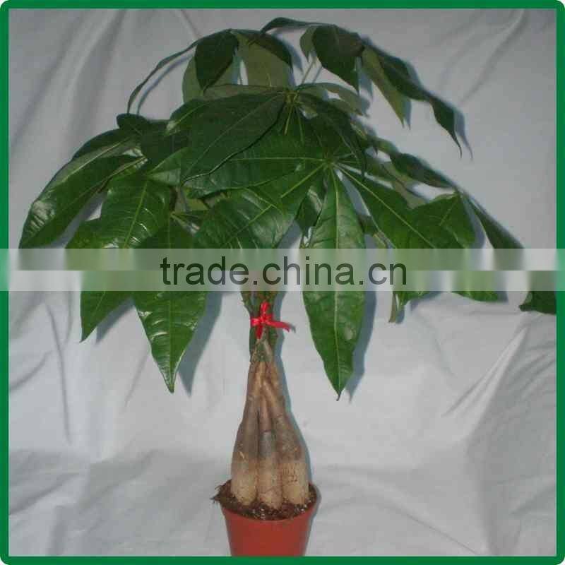 5 braided 60cm pachira aquatica bonsai money tree plant indoor ornamental decorative potted plants nursery