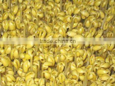 400g canned soybean sprouts