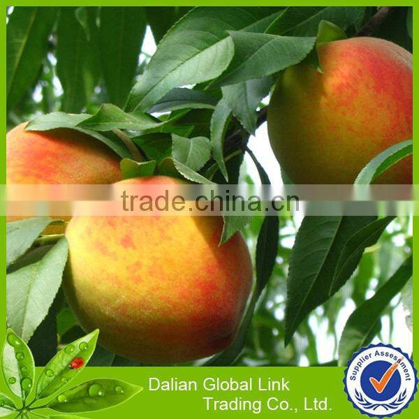 canned sliced yellow peaches