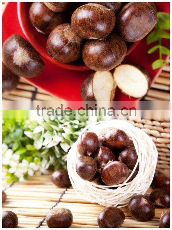 Chinese best quality fresh chestnuts 2013 crop