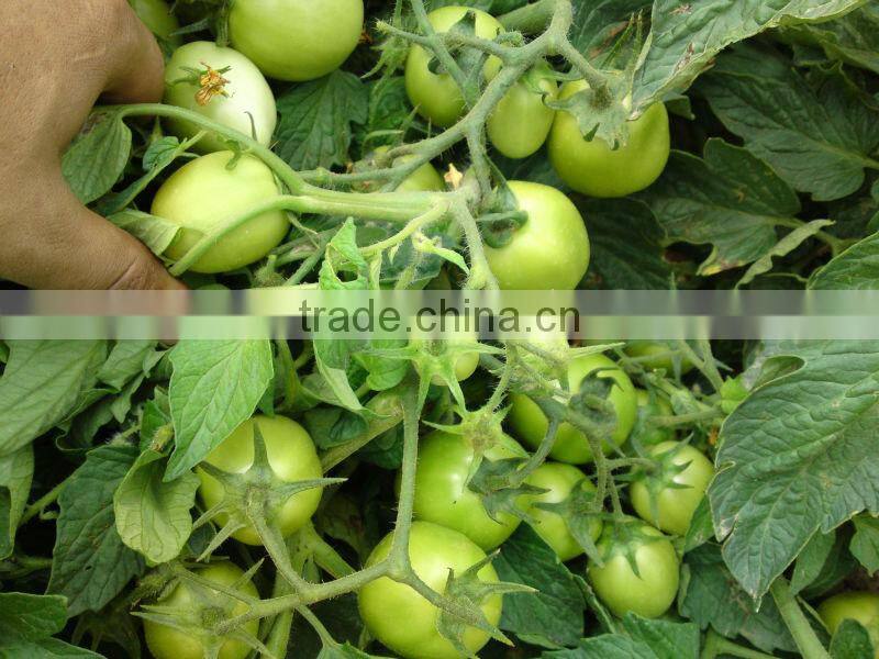 Marina F1 (Pelleted) Hybrid Tomato Seeds