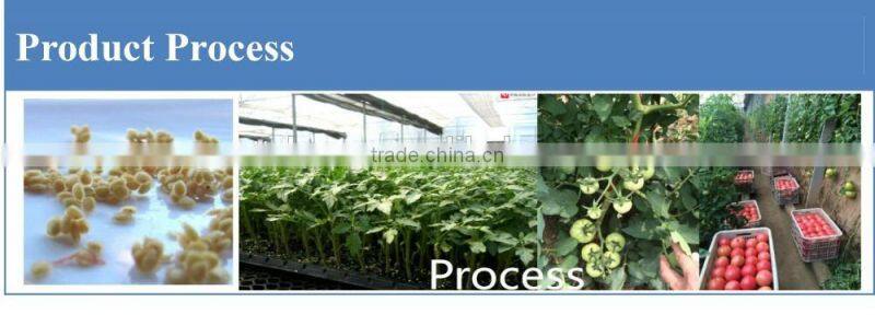 High Yield Determinate Tomato Seeds with good Disease Resistance