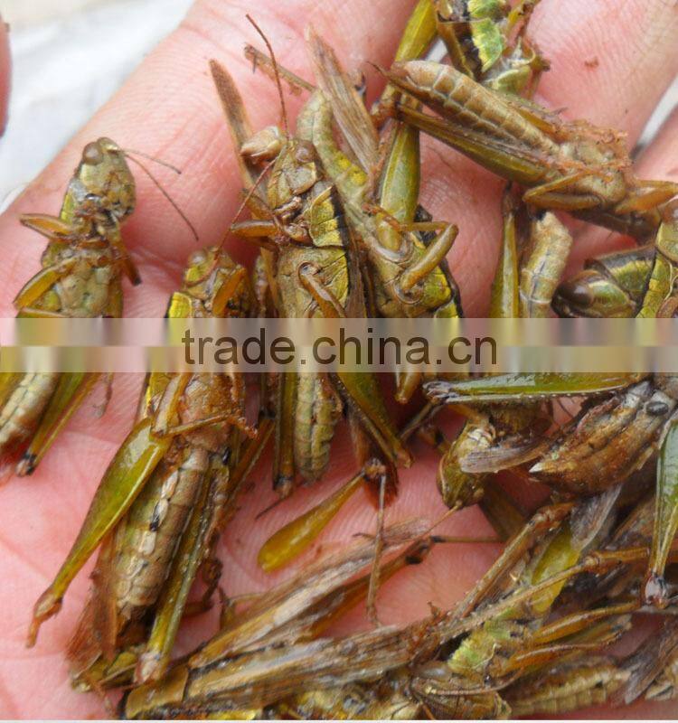 Best price of plastic grasshoppers
