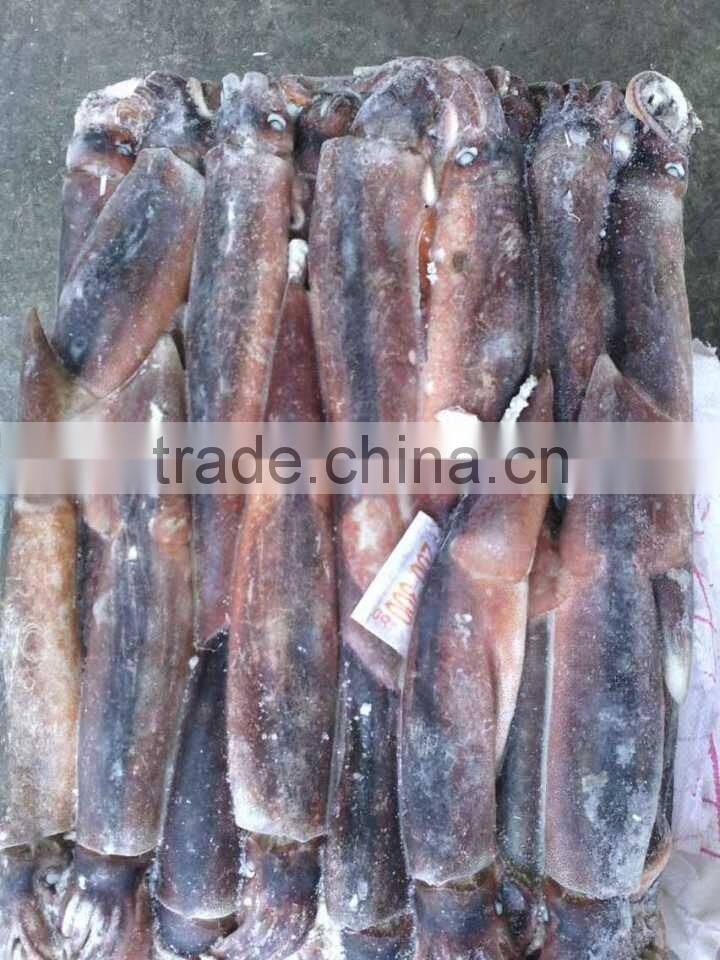 200-300g Frozen Illex Squid/Argentina