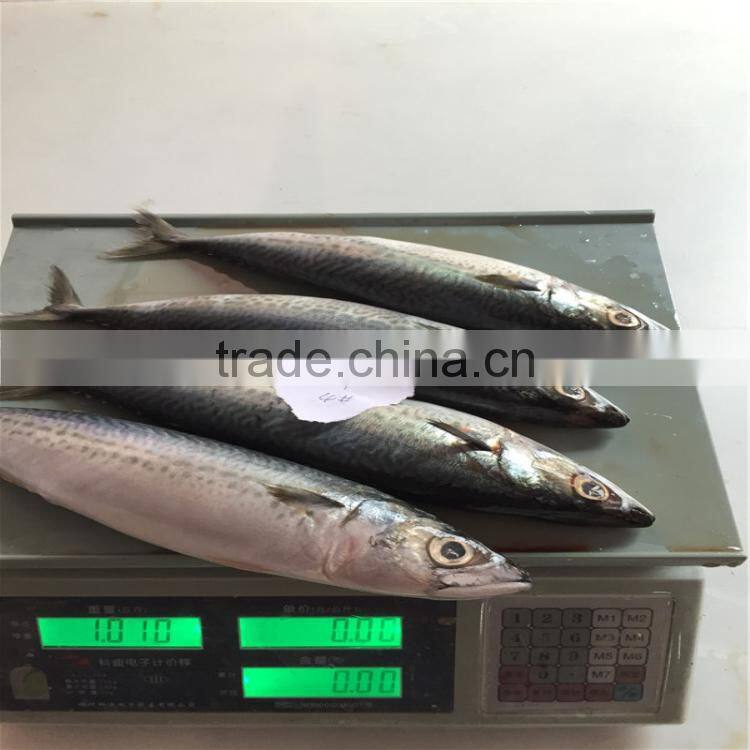 frozen pacific mackerel WR fish for tuna bait