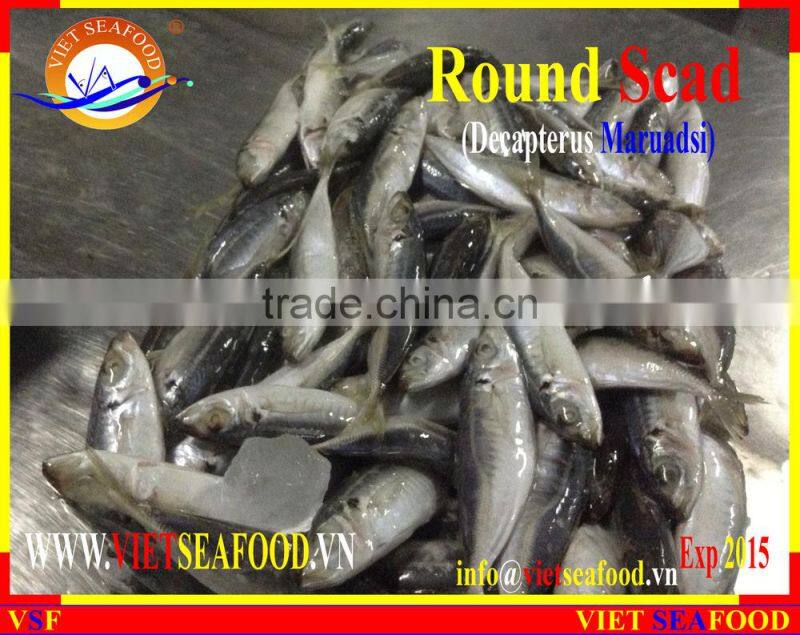 FROZEN MARUADSI (ROUND SCAD)