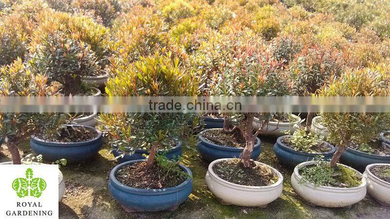 Syzygium buxifolium bosnai ball shape