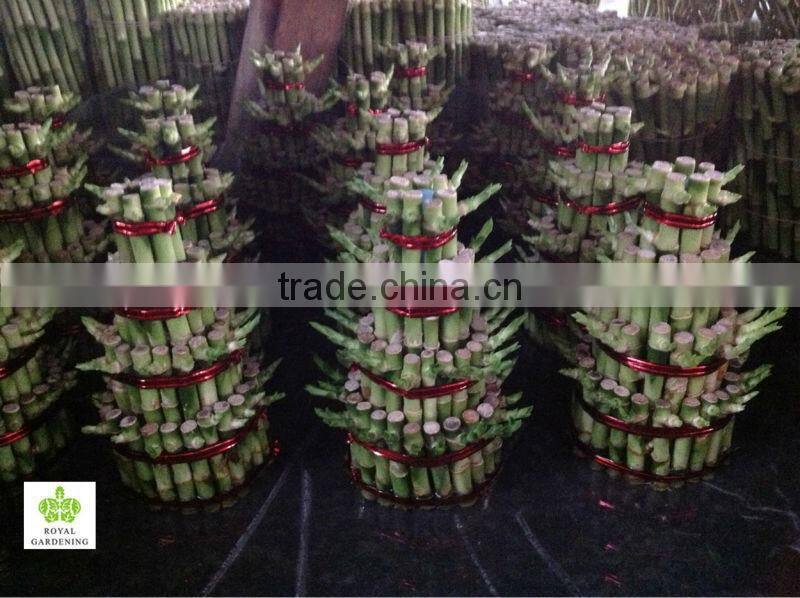 Lucky bamboo tower (4 layers)