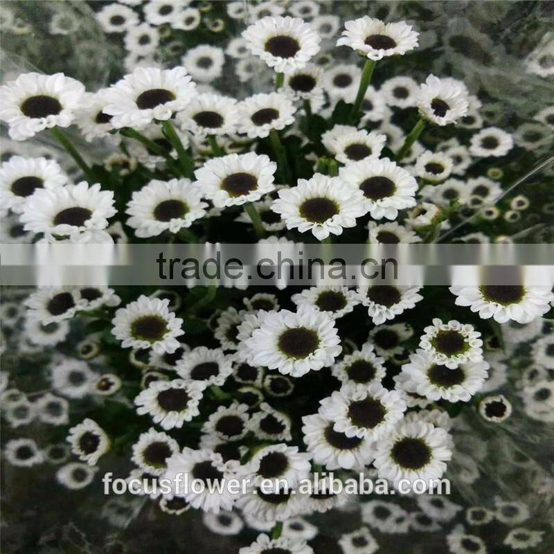2017 New Arrival Cut Fresh Chysanthemums Flowers Wholesale