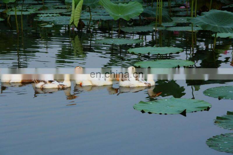 USA-2000 Grade A 80/20 white duck down big down cluster high filling power, cleaness, odorless, whole sales