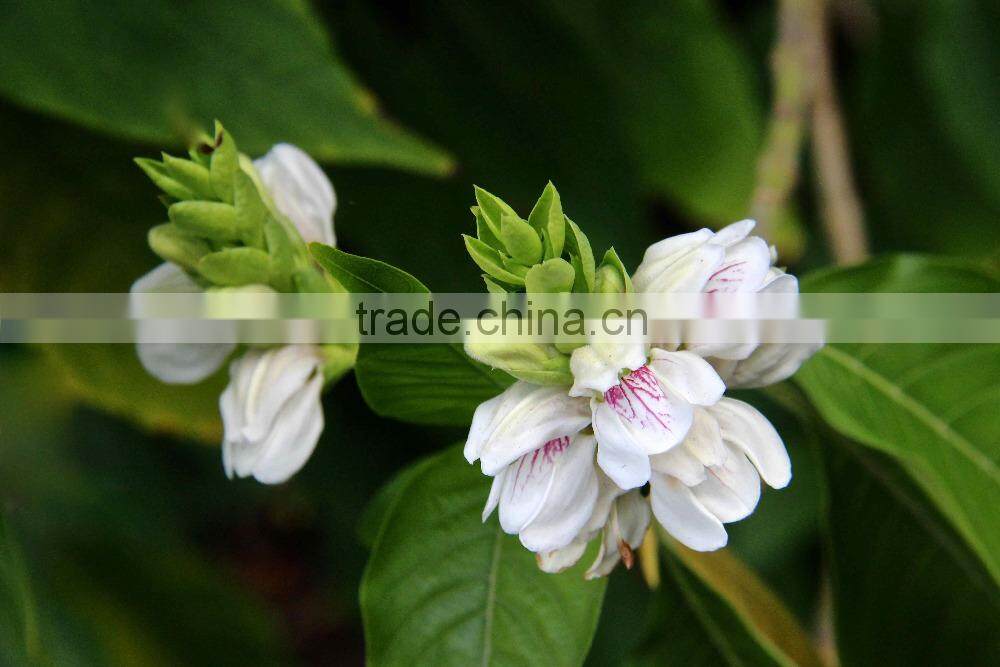 Superior Grade Malabar Nut At Your Door Step