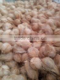 Fresh matured coconut supplier