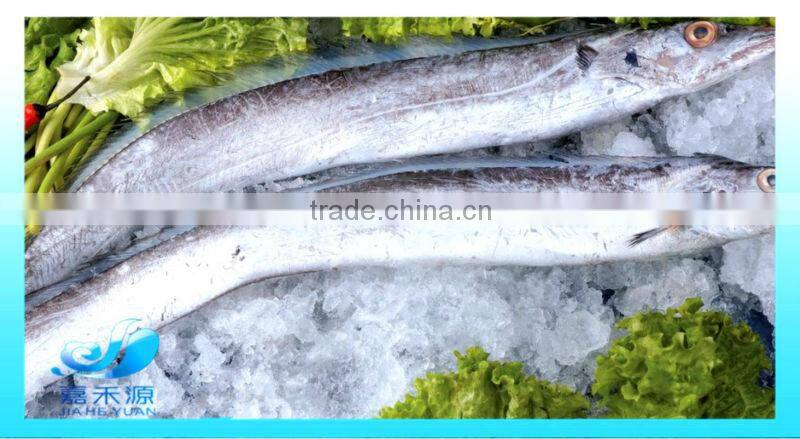 Frozen Ribbon fish WR