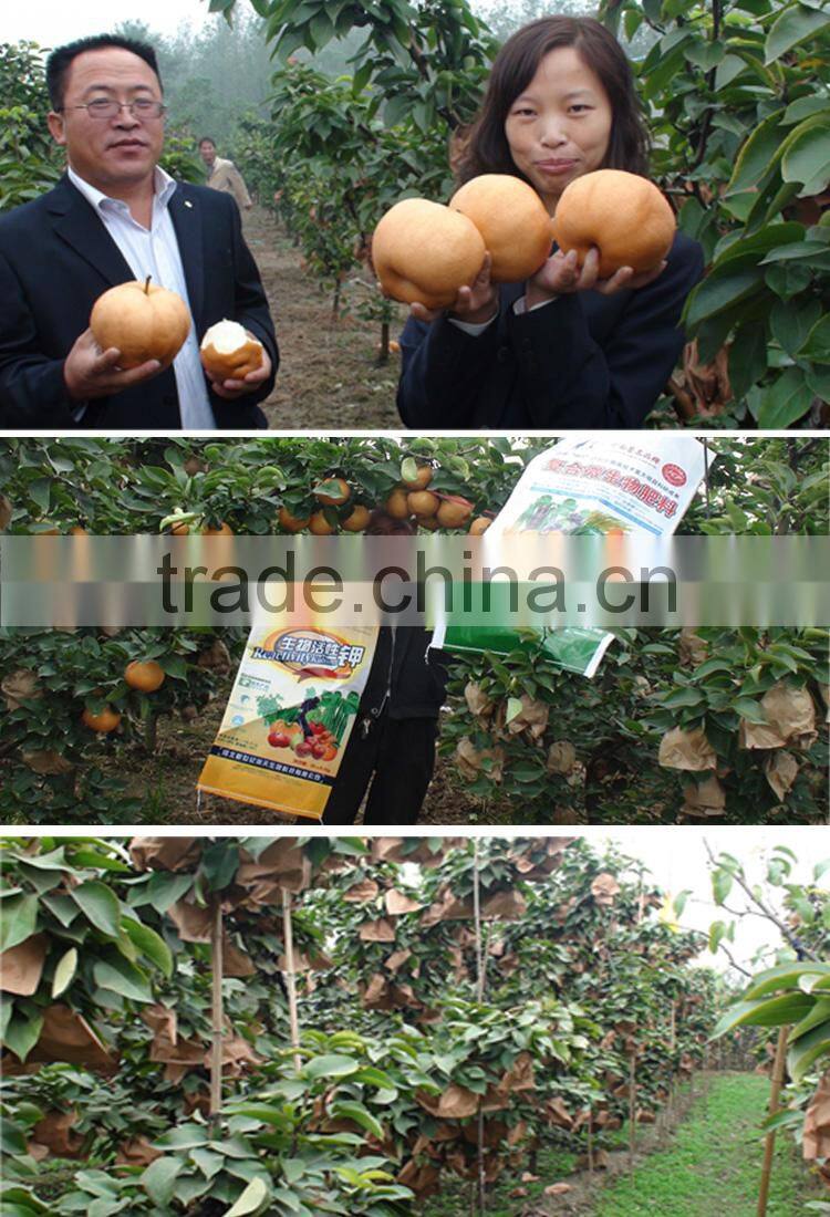 big yellow pear sweet juice