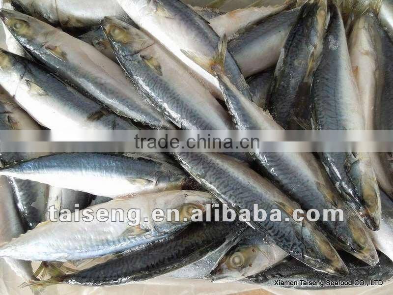 whole round pacific mackerel with landing frozen