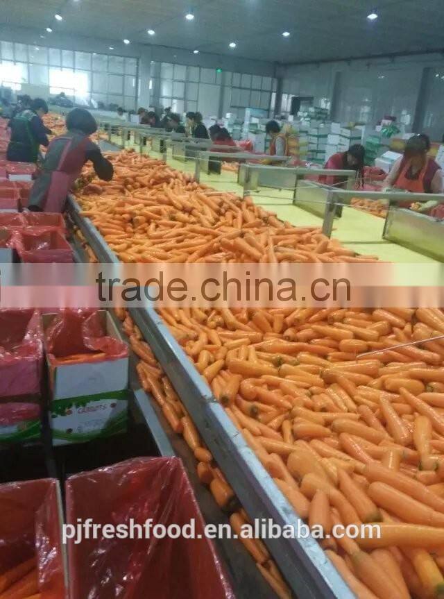 Fresh Fujian Carrot