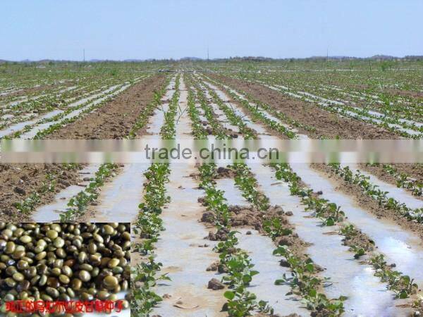 High Germinaiton Rate Licorice Root Seed Glycyrrhiza Uralensis Seeds For Cultivation