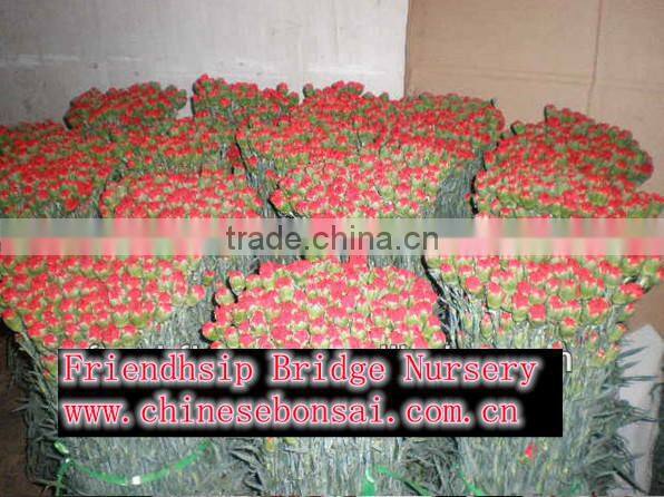 Fresh cut carnation flower