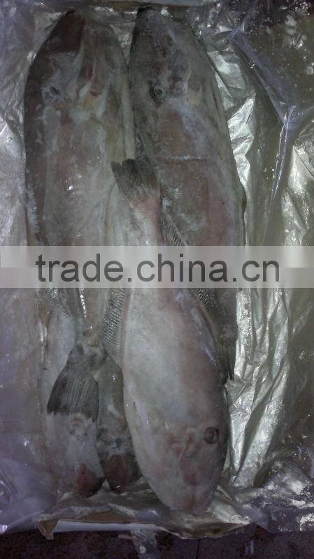 Frozen Leather Jacket Fish Whole Round