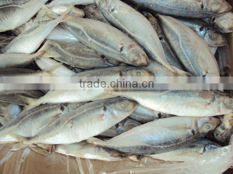 frozen W/R round scad (horse mackerel)