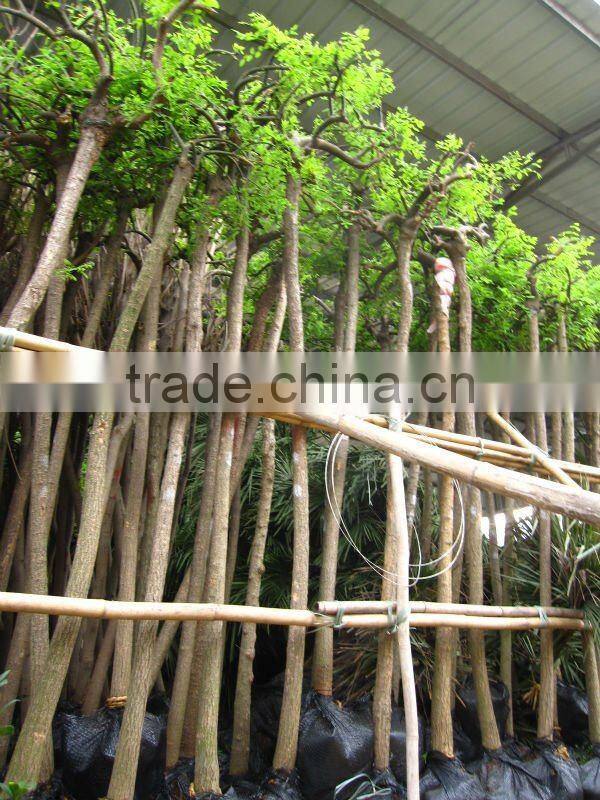 Sophora japonica landscaping plants