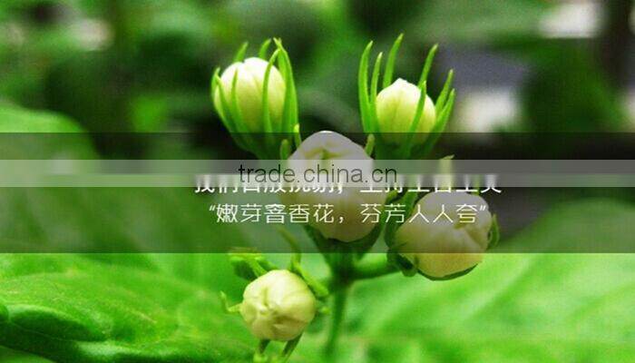 Trad Assurance Jasmine Tea China Natural Plant Dragon Pear Tea