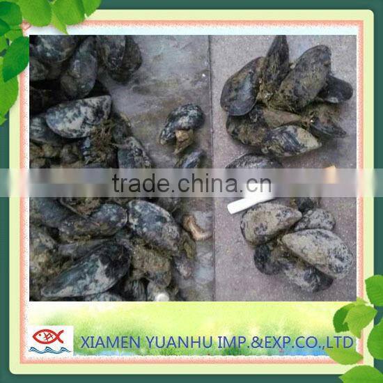 IQF Frozen boiled blue mussel without shell